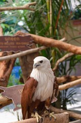 Hawk