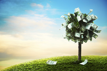 concept, money tree on grass - Powered by Adobe