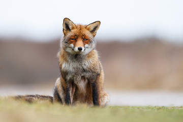 Obraz na płótnie Canvas siedzi Red Fox