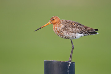 Black tailed godwit