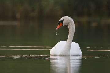 Mute Swan