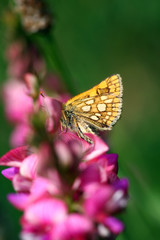 Obraz premium Butterfly