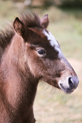 Foal