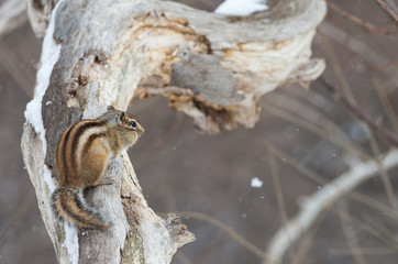 Obraz premium 枝にとまるエゾシマリス