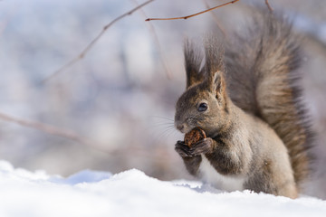 オニグルミを食べるエゾリス