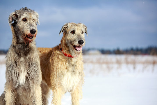 two irish wolfhound dog in winter field