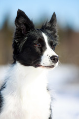 Border Collies portrait