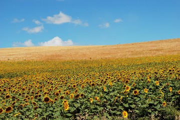 Fototapeta premium Sunflower field, Andalusia, Spain © Arena Photo UK