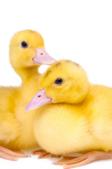 Two little ducks on white background