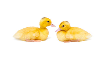 Two little ducks on white background