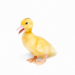 Little ducks on white background