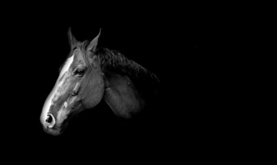 Obraz na płótnie Canvas Horse on stable