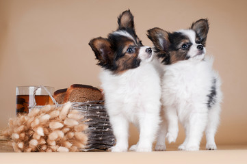 637 Butterfly Dog Animal White Pet Cute Beauty Portrait Small Wall Murals Canvas Prints Stickers Wallsheaven