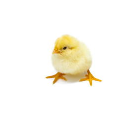 Little chicknens on white background