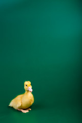 Little duck on green background