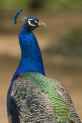 Fototapeta premium Retrato de Pavo real