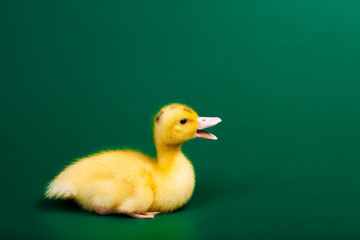Little duck on green background