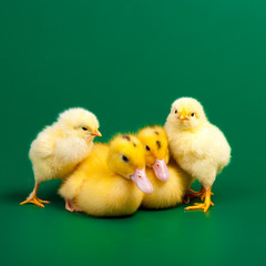 Two little chicknens and ducks on green background