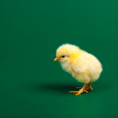 Little chicknen on green background