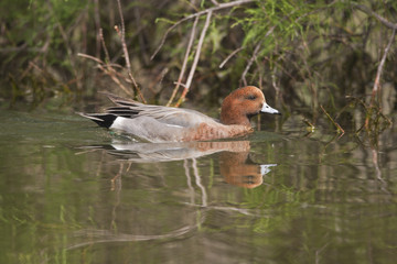 Silbón Europeo (Anas penelope)
