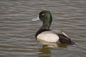 Porrón bastardo