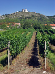 Fototapeta na wymiar Czechy - Mikulov (Święta Góra) z winnicy