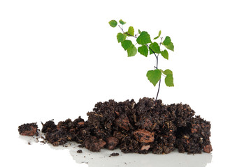 Sapling
