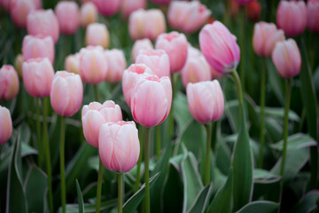 Tulpen