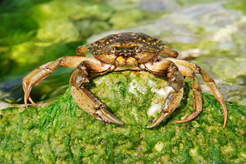 natural crab in the sea water on green stone with moss