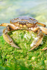 natural crab in the sea water on green stone with moss