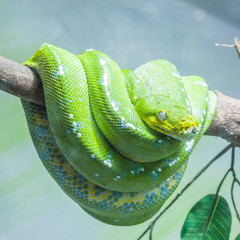 Green snake