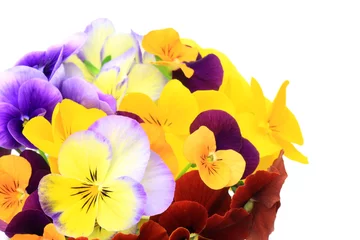 Crédence de cuisine en verre imprimé Pansies flower