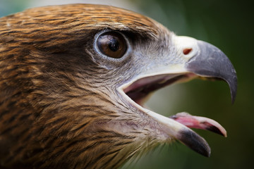 Hawk eye