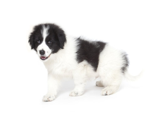 "Tornjak" puppy