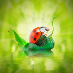 Little ladybug floating on the leaf.