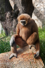 White-handed  ape