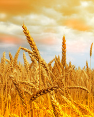Fototapeta premium wheat field