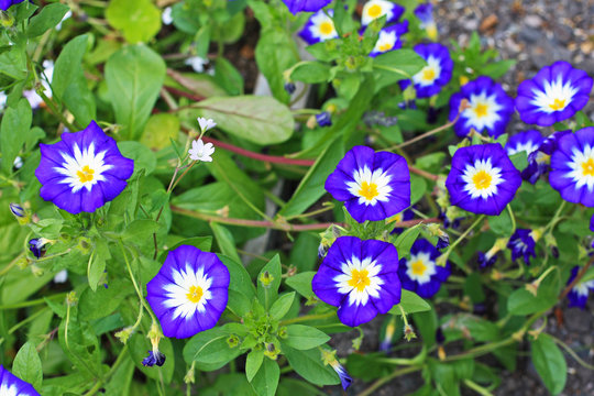 Convolvulus tricolor blossom