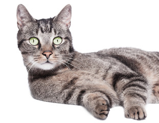 Katzenportrait