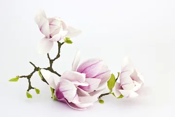 Fototapeten Magnolienblüte © Mira Drozdowski