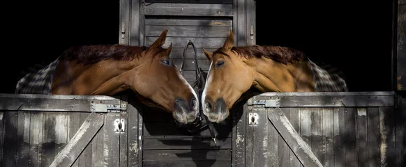 Door stickers Deep brown Horses in love