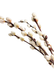 Catkins. © gitusik