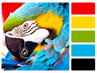 Parrot bird colour palette swatch