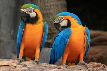 Macaws (blue and yellow macaw)