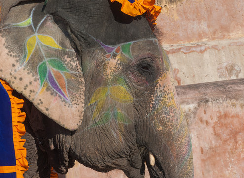 Colourful elephant in Jaipur, Rajasthan, India