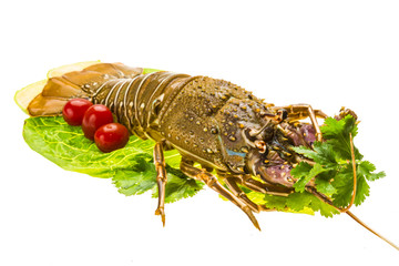 Raw spiny lobsters