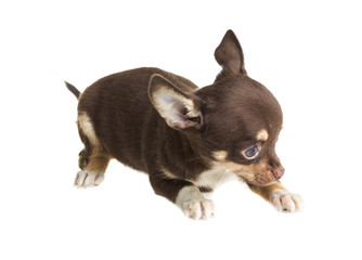 short haired chihuahua puppy in front of a white background