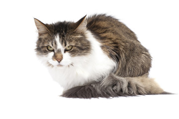 Angry homecat isolated over white background