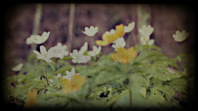 Spring wild flowers in forest, vintage styled timelapse. 1080p.