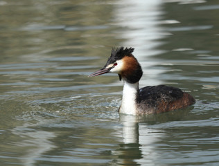 grebe